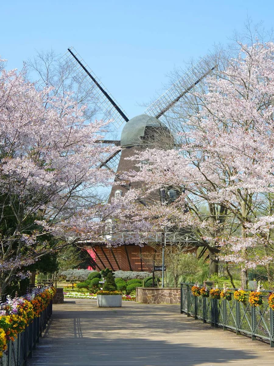 Cherry Blossoms in Odense