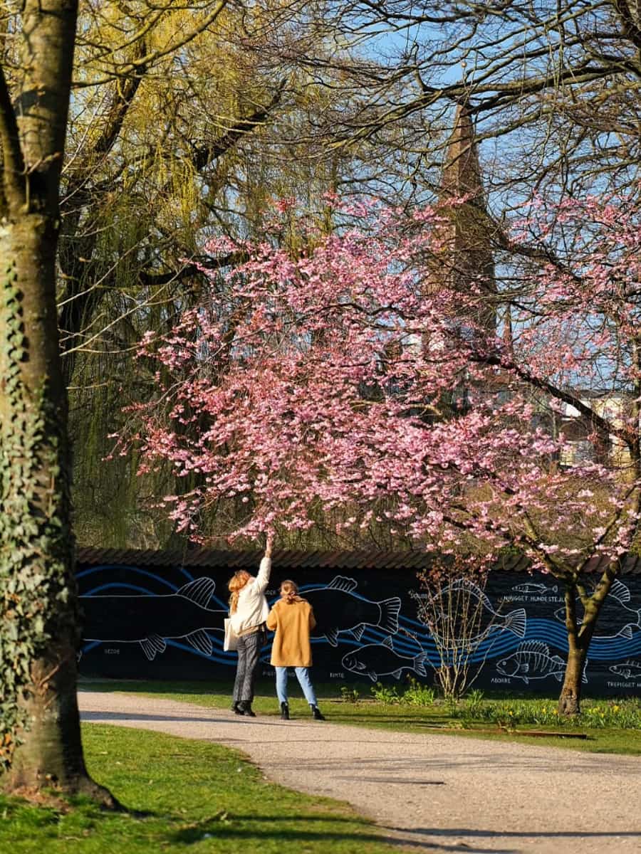 Cherry Blossoms in Odense