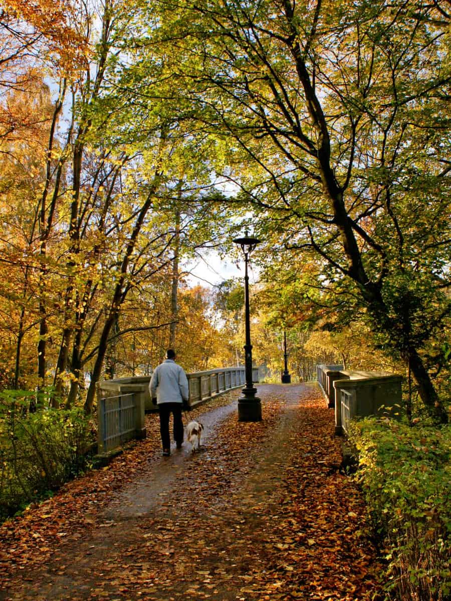 Fruens Bøge Forest, Odense