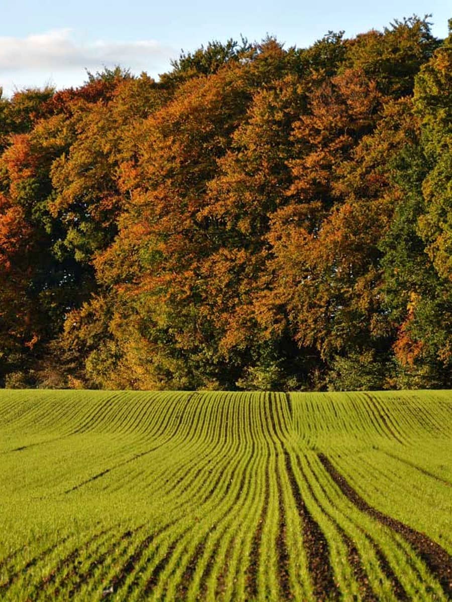 Fruens Bøge Forest, Odense