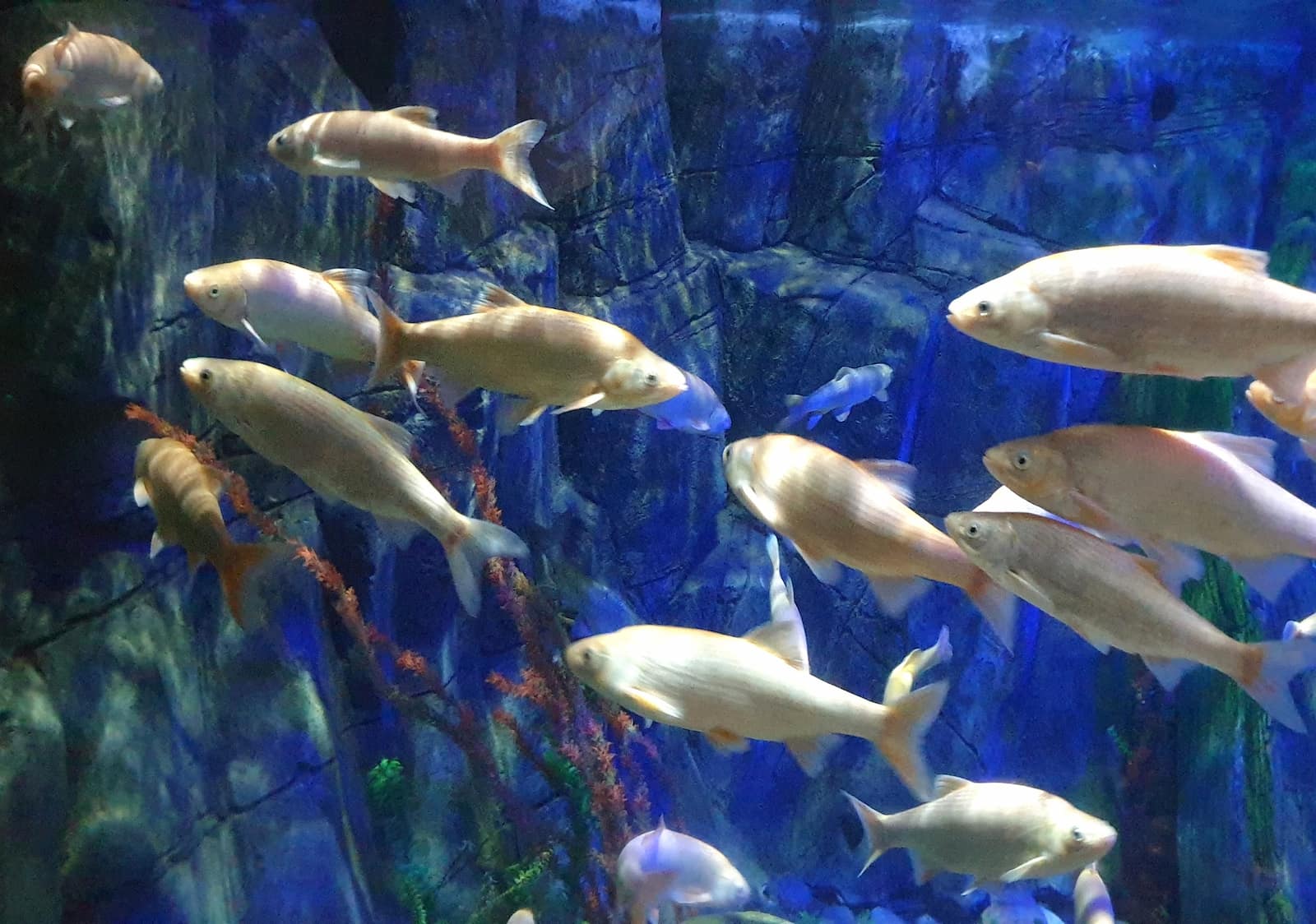 Gardaland SEA LIFE Aquarium