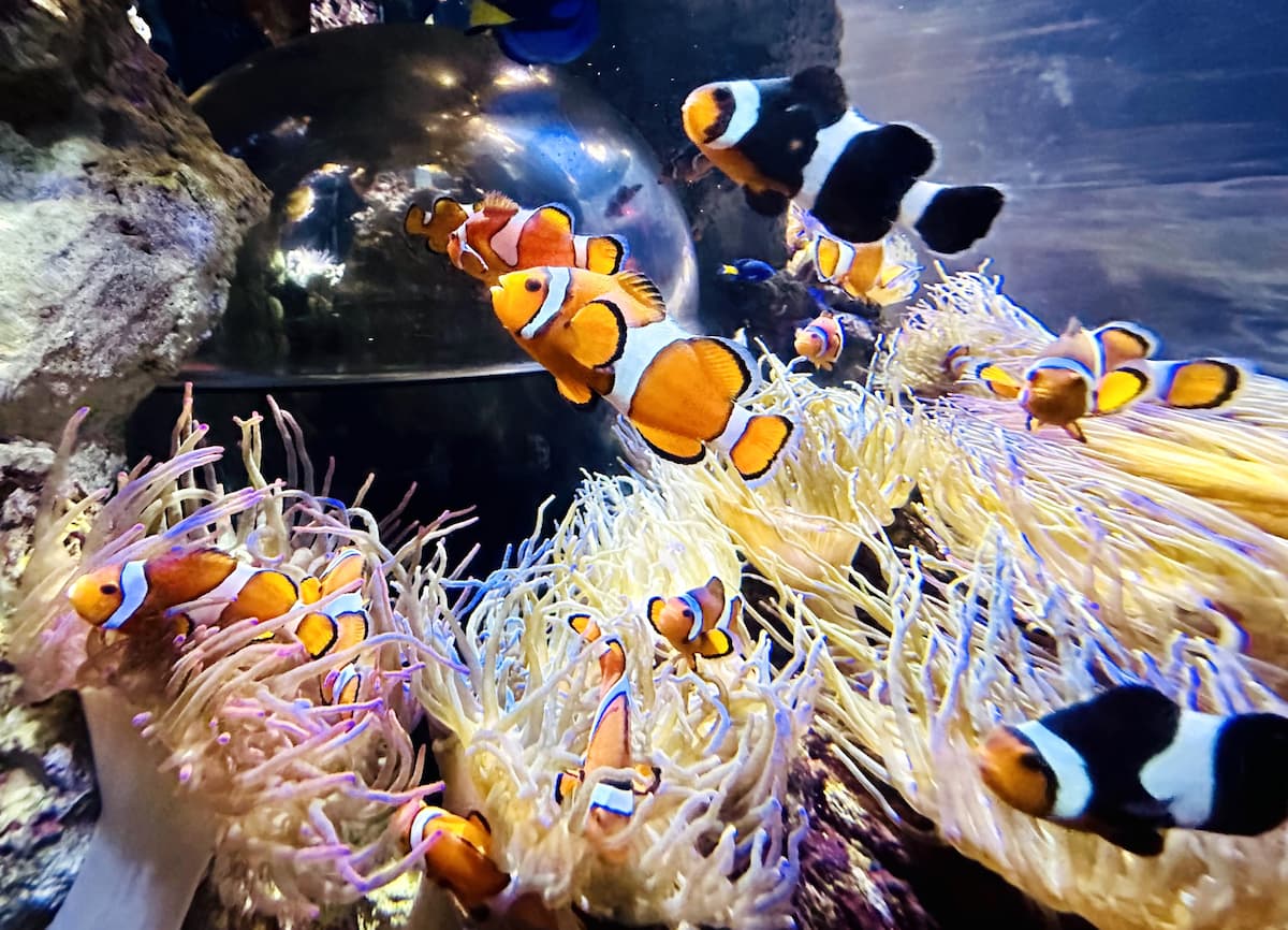 Gardaland SEA LIFE Aquarium