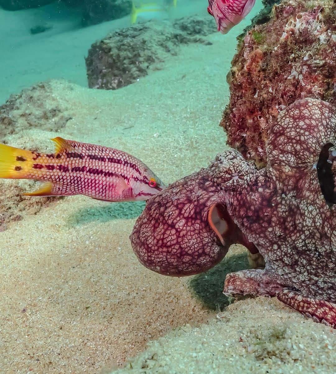 Interactive Marine Life Tours Sa Coma