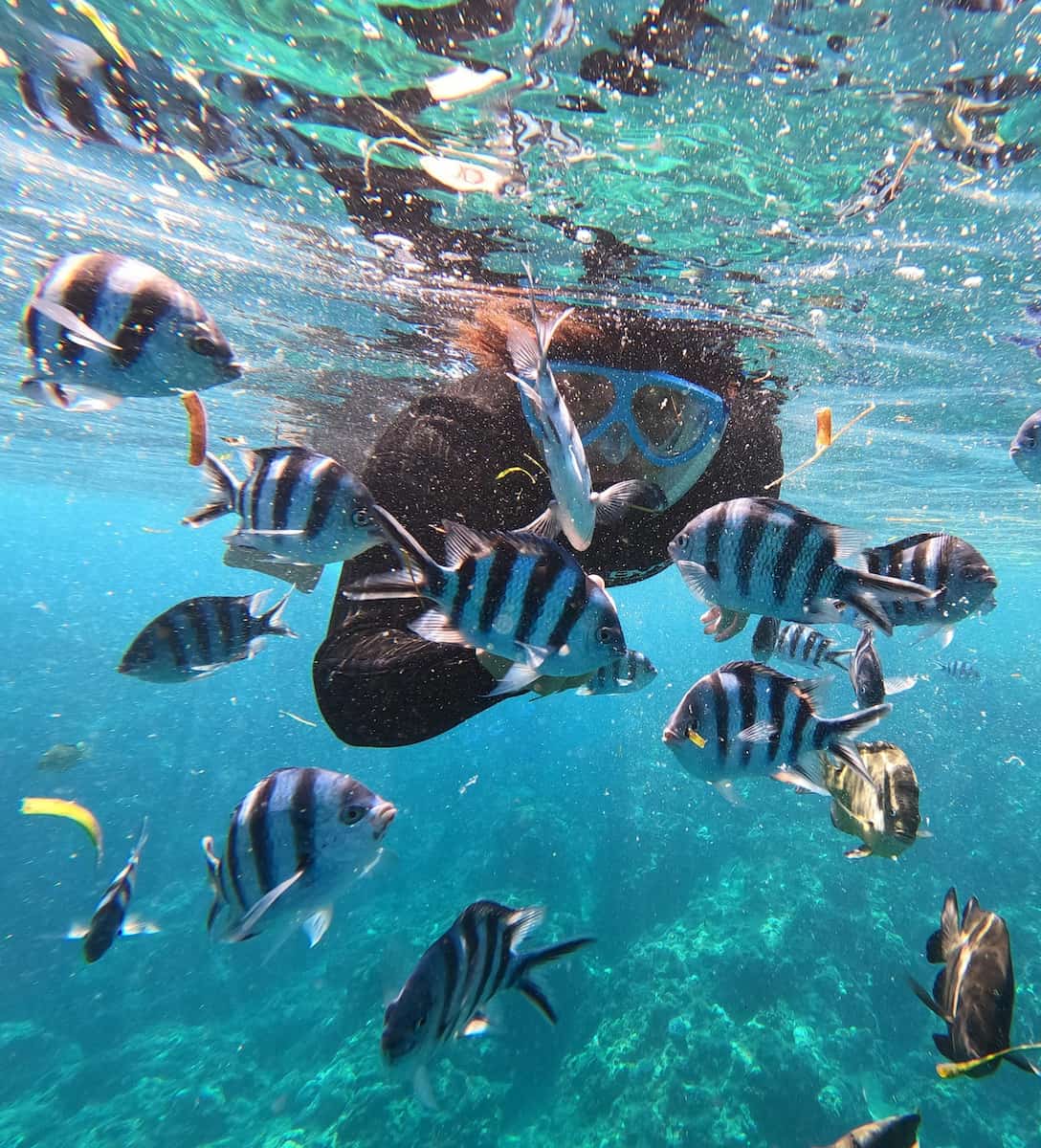 Interactive Marine Life Tours Sa Coma