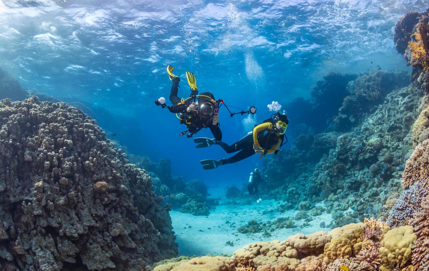 Interactive Marine Life Tours