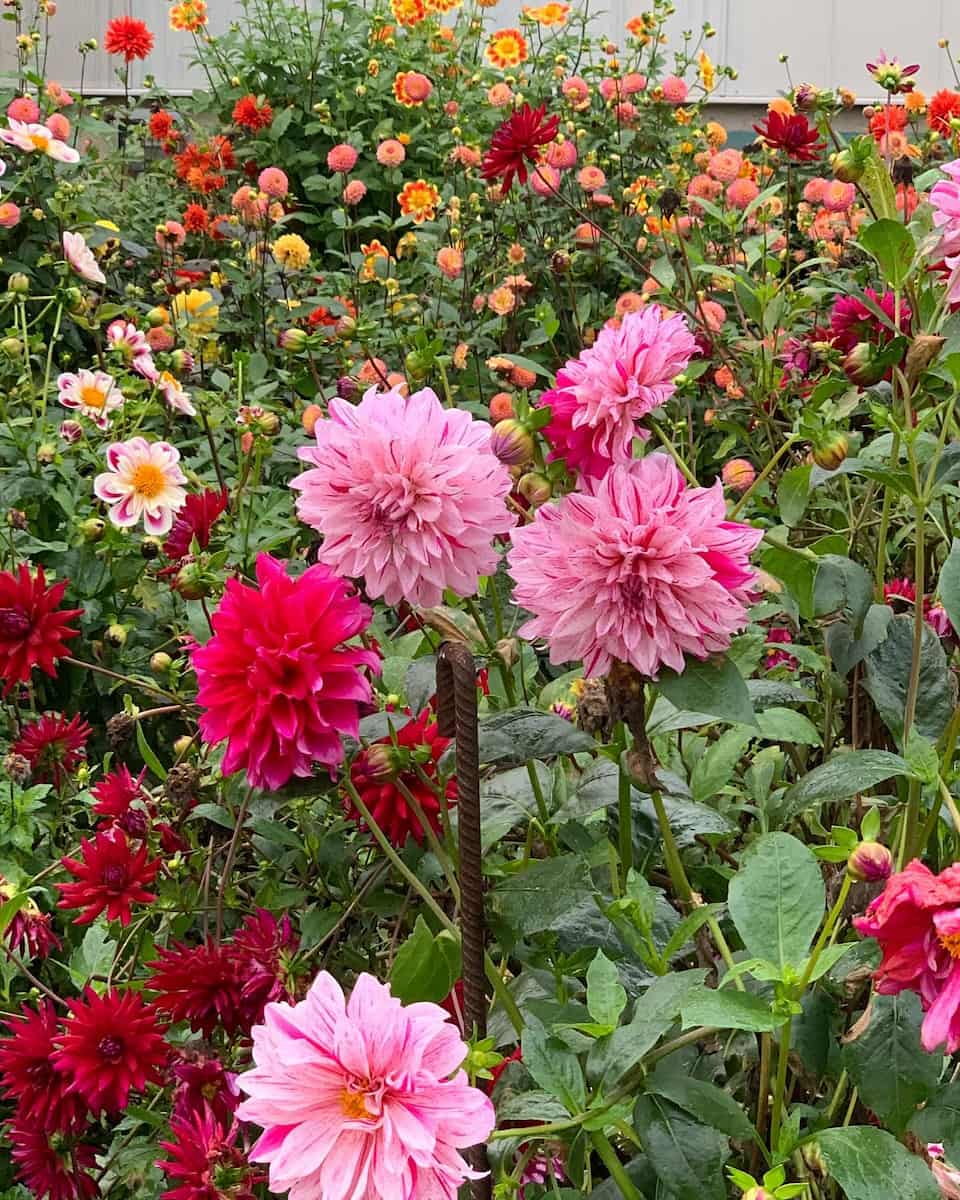 Jardin Botanique de Tours