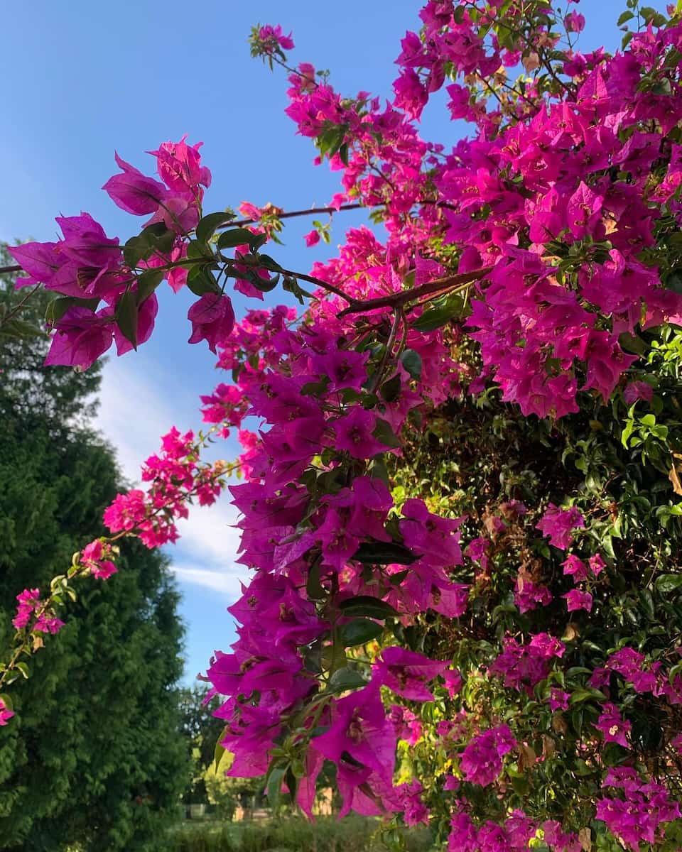 Jardin Botanique de Tours