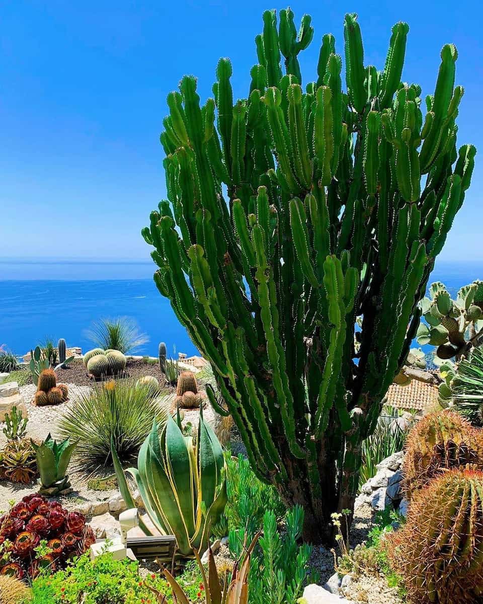 Jardin Exotique d’Eze