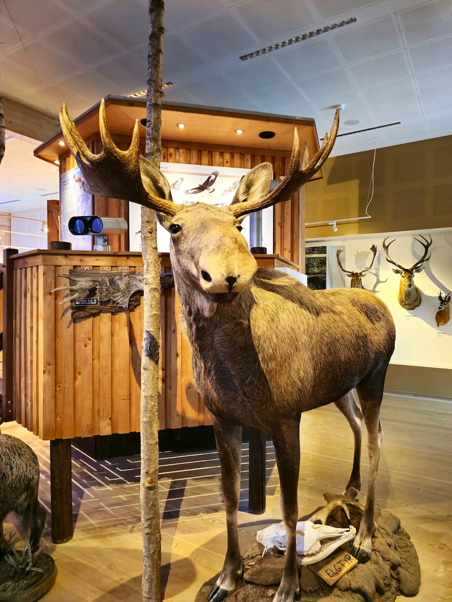 Lille Vildmosecentret Dokkedal