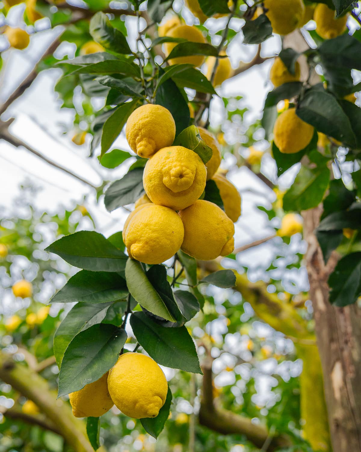 Monterosso Lemon Groves