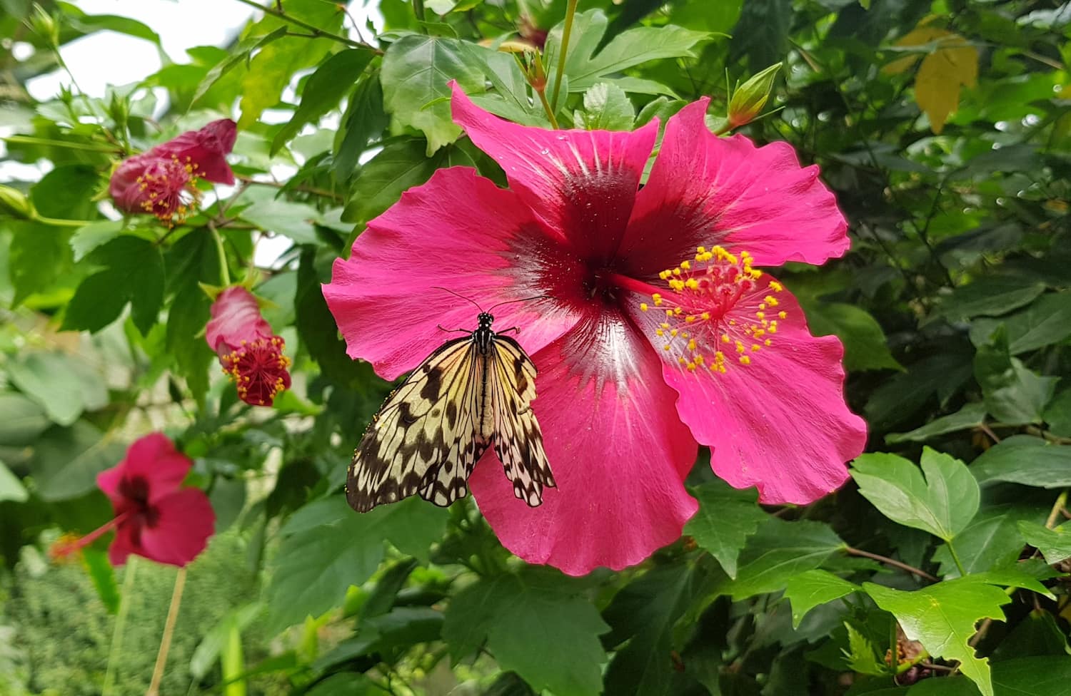 Naturospace Spring Honfleur