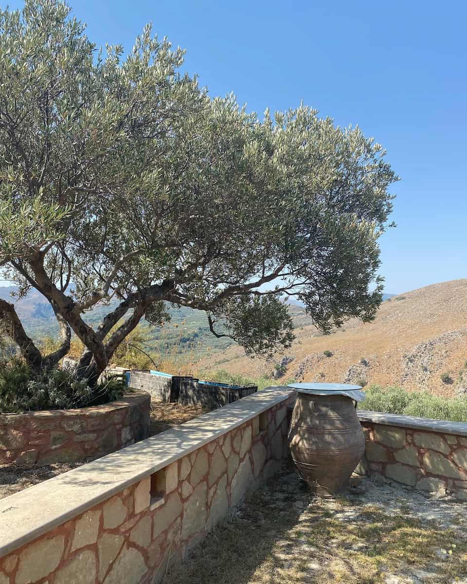 Olive Oil Factory Tour