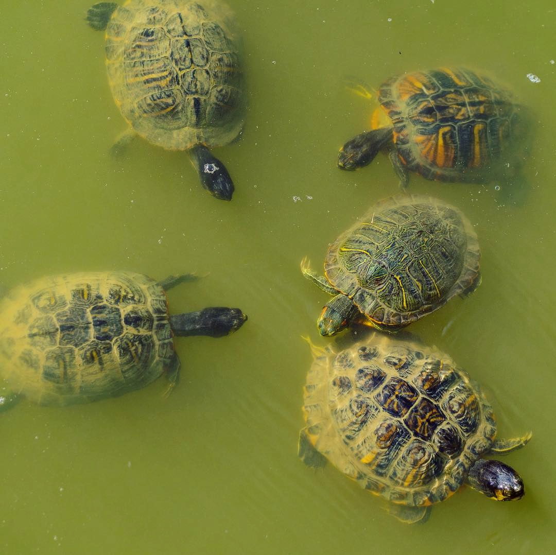 Parco Querini, Vicenza
