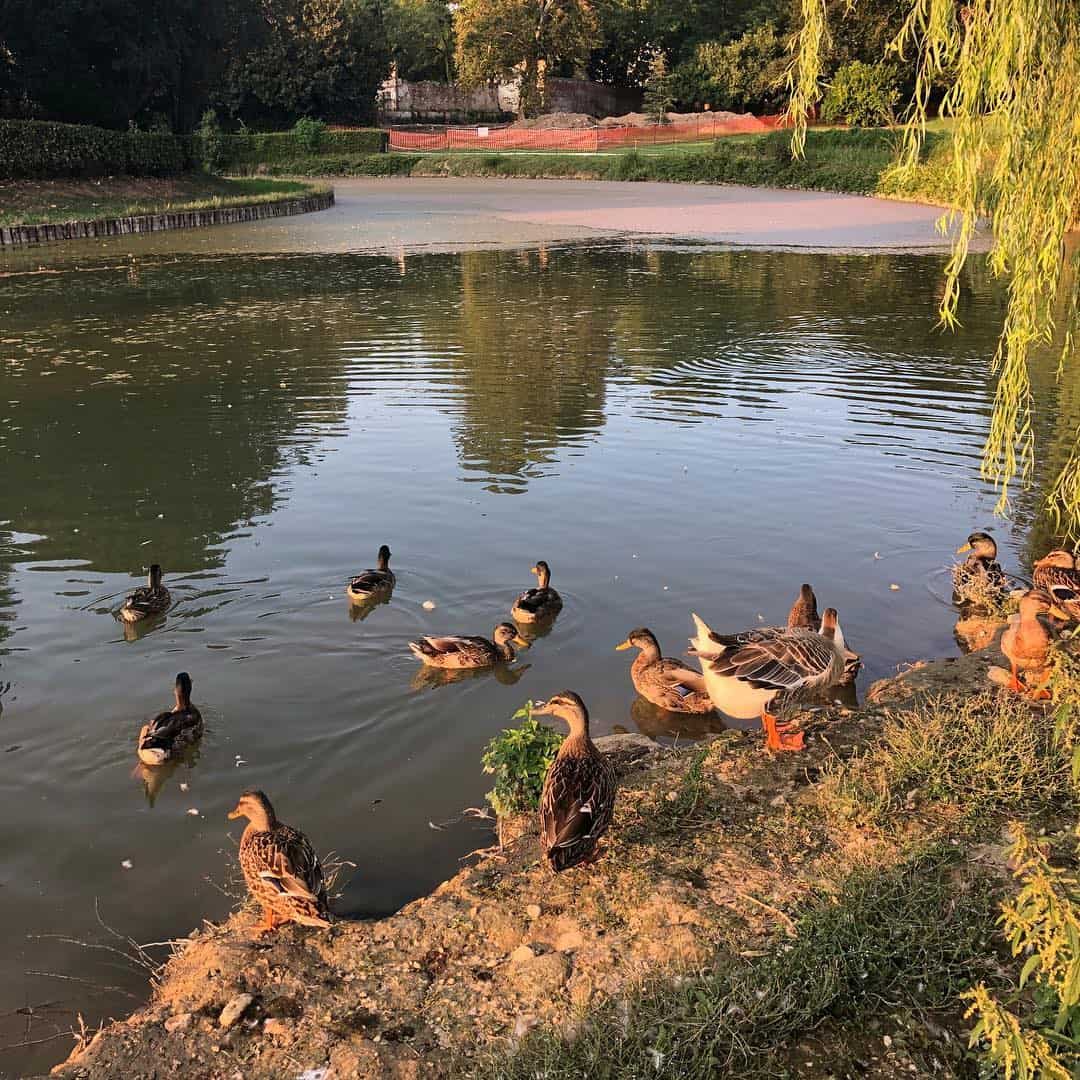 Parco Querini, Vicenza