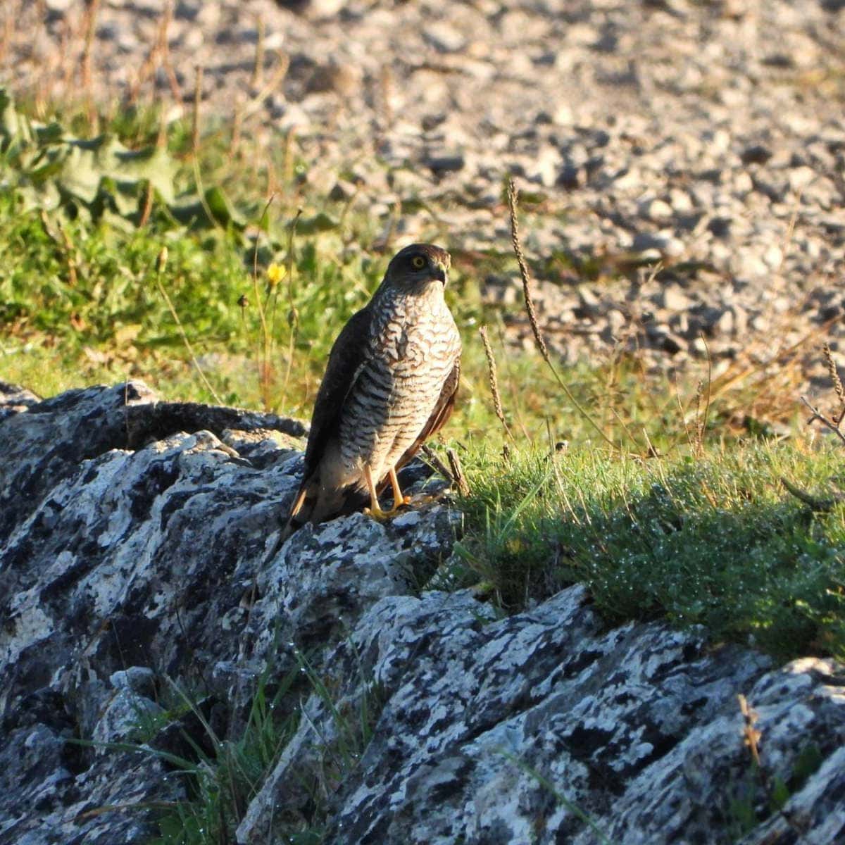 Solila Nature Reserve, Tivat