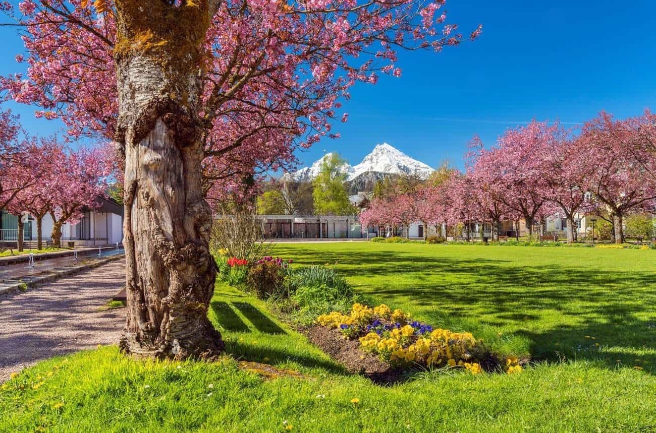 Spring Blooms, Berchtesgaden