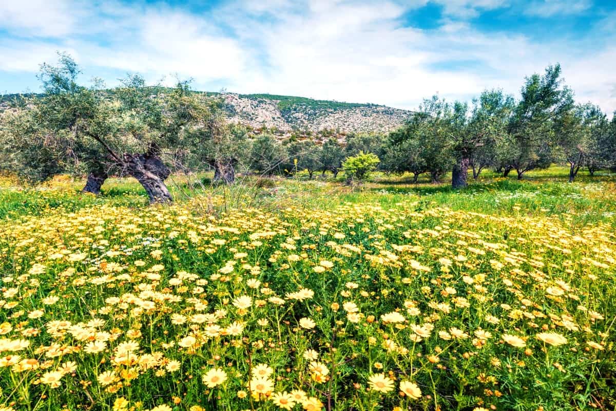 Spring Blooms in Laganas