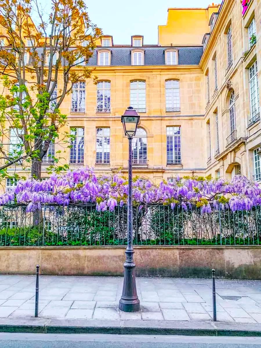 Spring Blooms in Le Marais