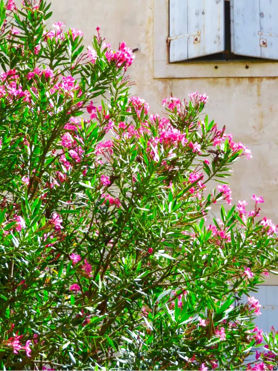 Spring Blooms in Trogir