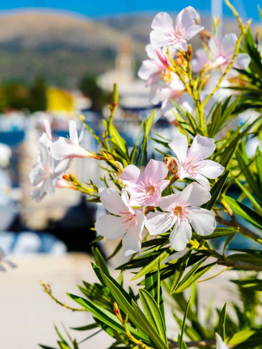 Spring Blooms in Trogir