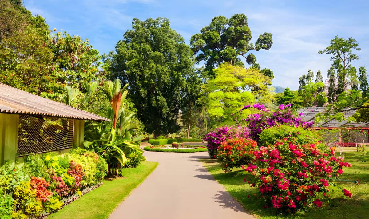 Spring Flower Constance