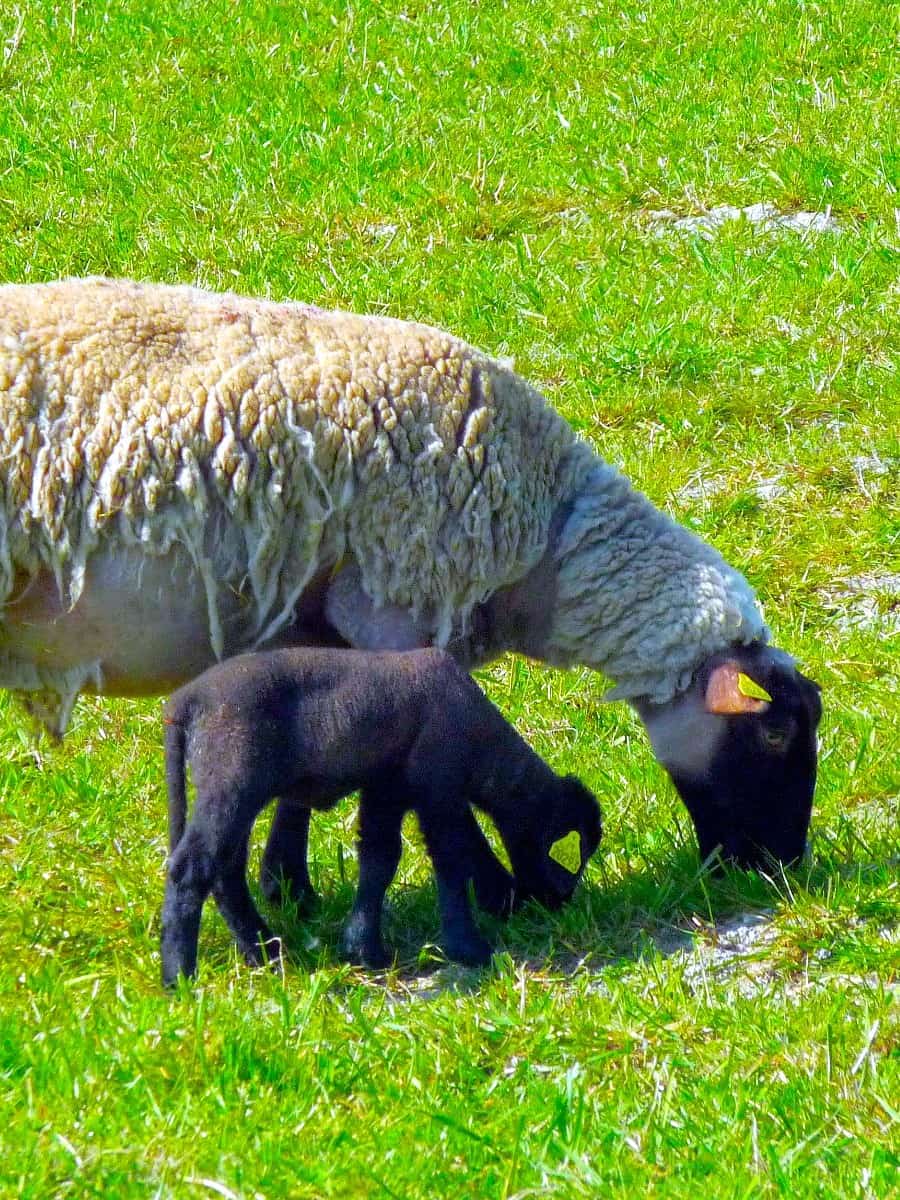 Spring in Mont-Saint-Michel