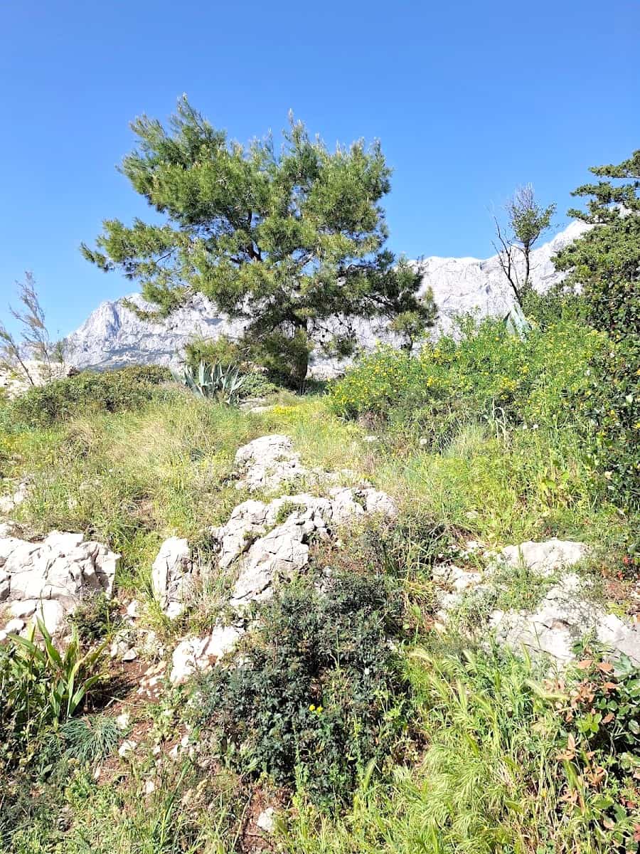 St. Peter's Forest Park, Makarska