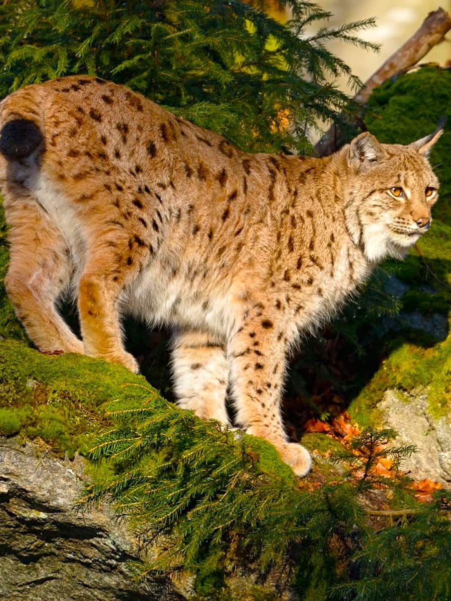 The Bavarian Forest National Park, Bavaria