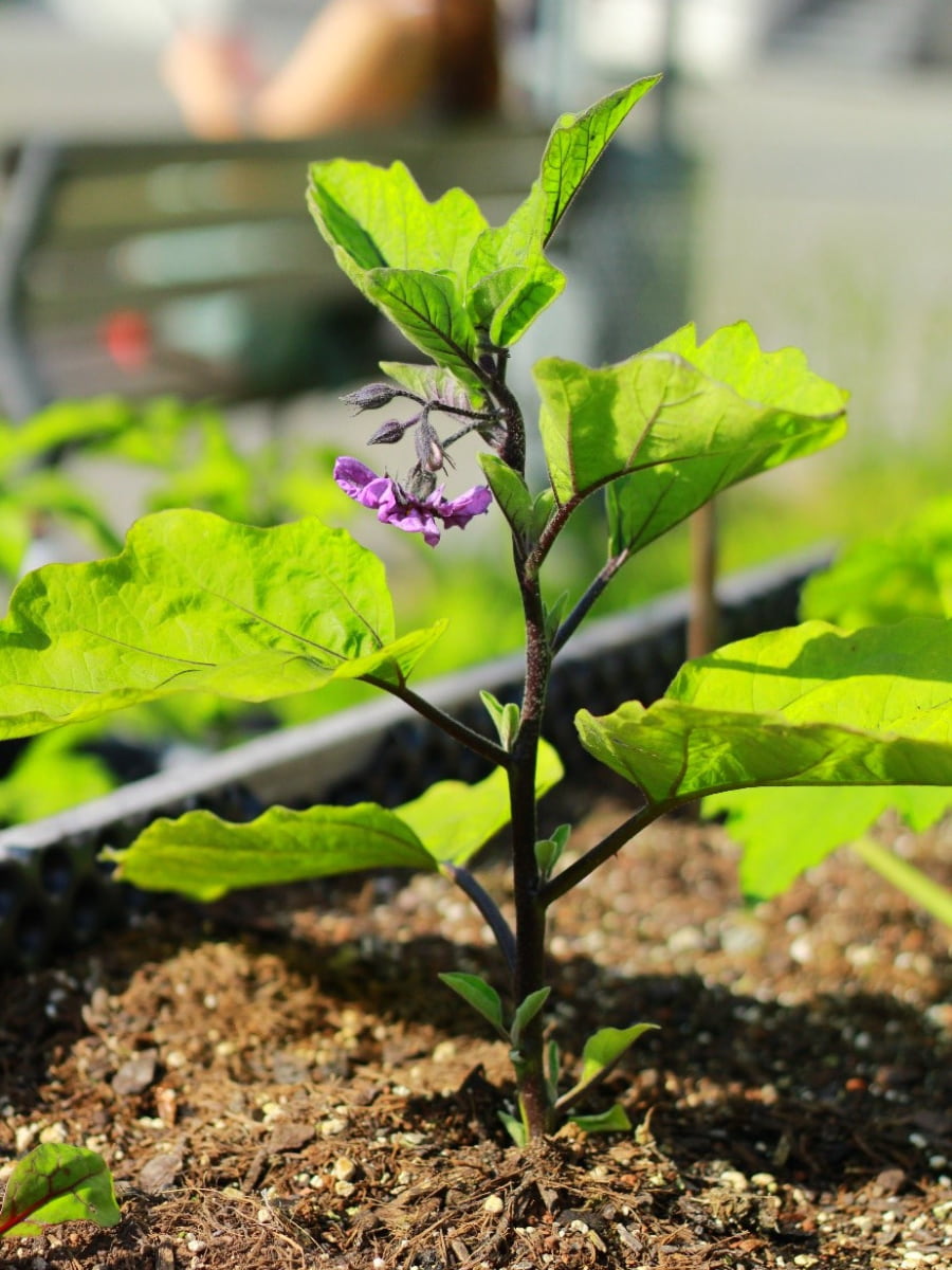University Botanical Garden, Passau