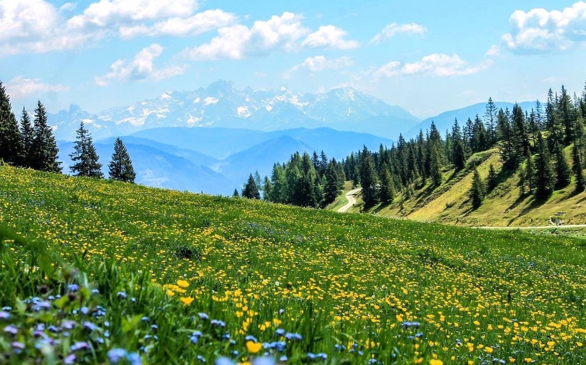 Wildflower Meadows Gstaad