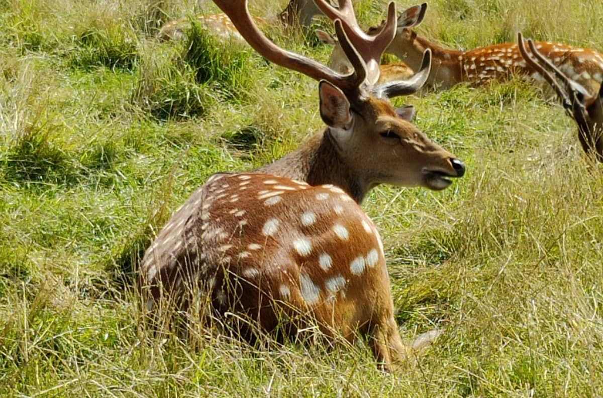 Wildlife Park Remstecken