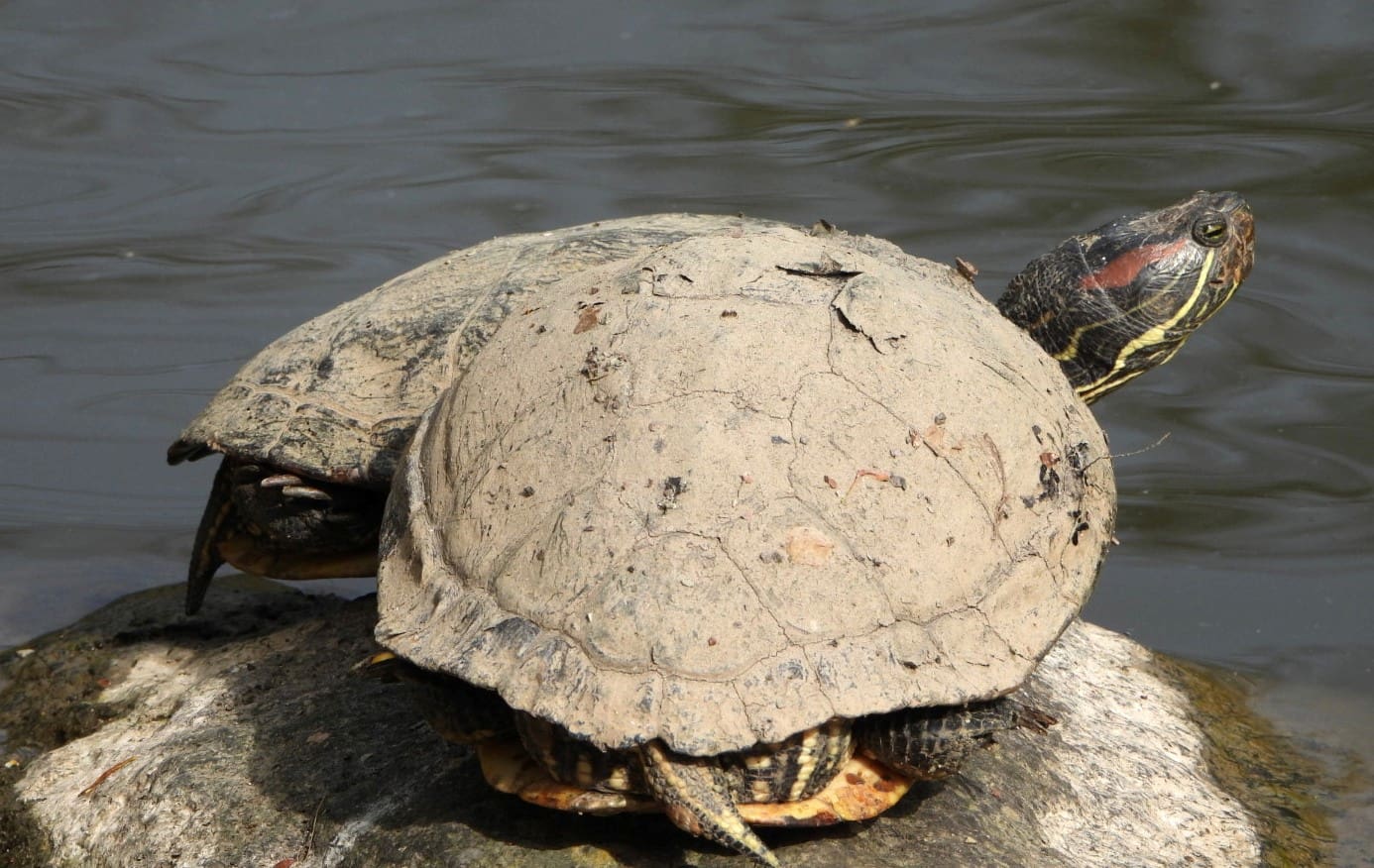 Wildlife Park Remstecken