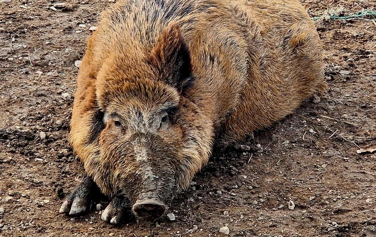 Wildlife Park Remstecken