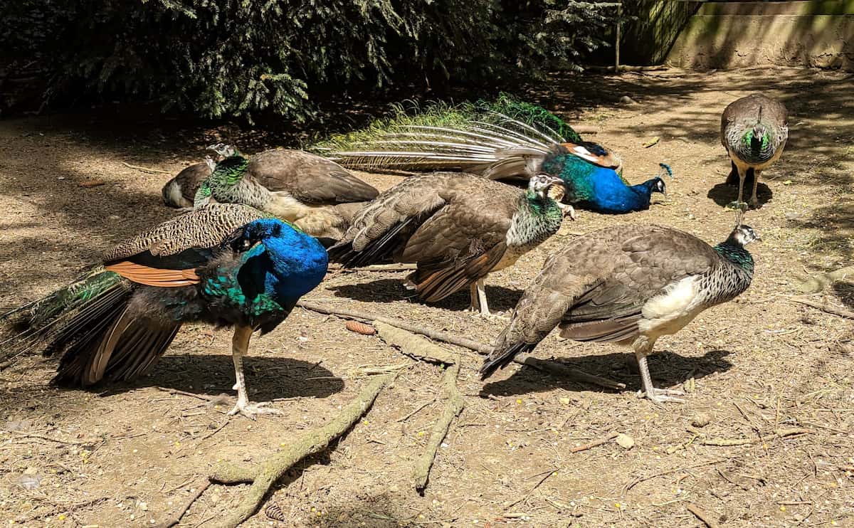 Wildlife Park Remstecken