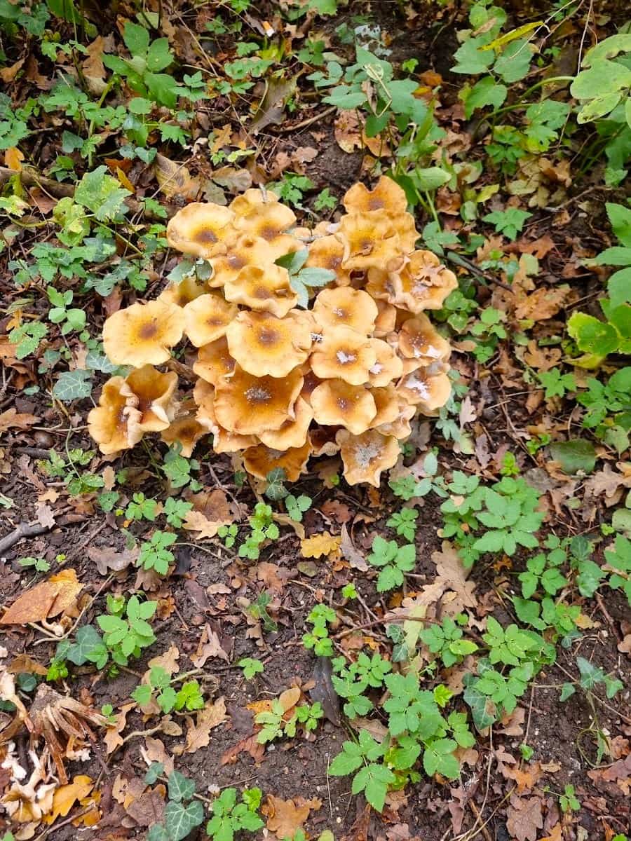 Zandhove Nature Reserve, Zwolle