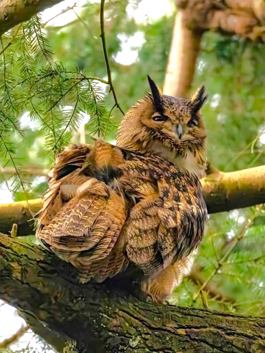 Zandhove Nature Reserve, Zwolle