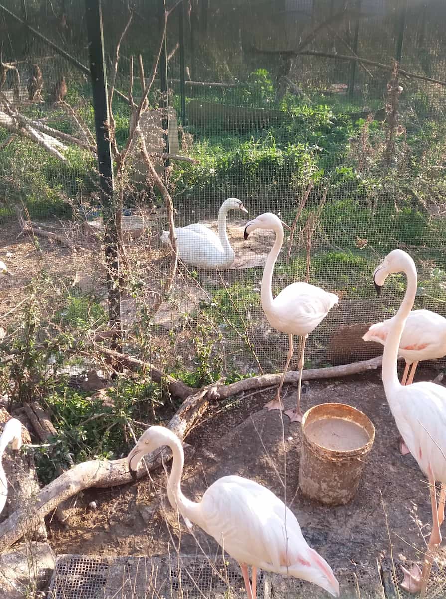 Aegina Wildlife Hospital