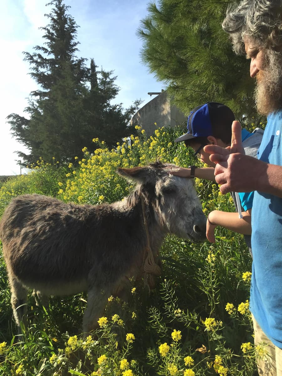 Aegina Wildlife Hospital