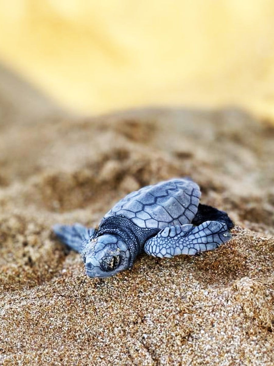Afitos Beach, Argostoli