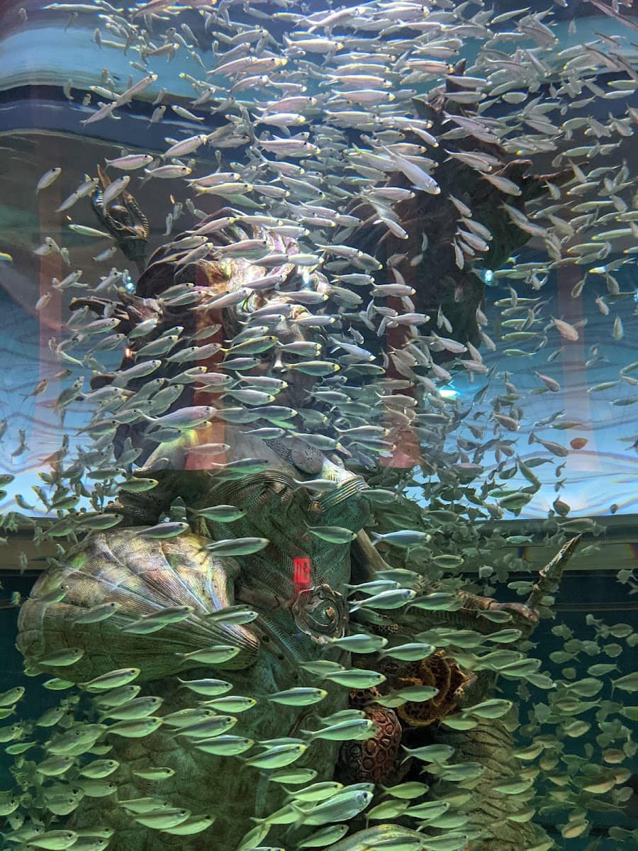 Inside of Aquarium at the Boardwalk, Branson MO