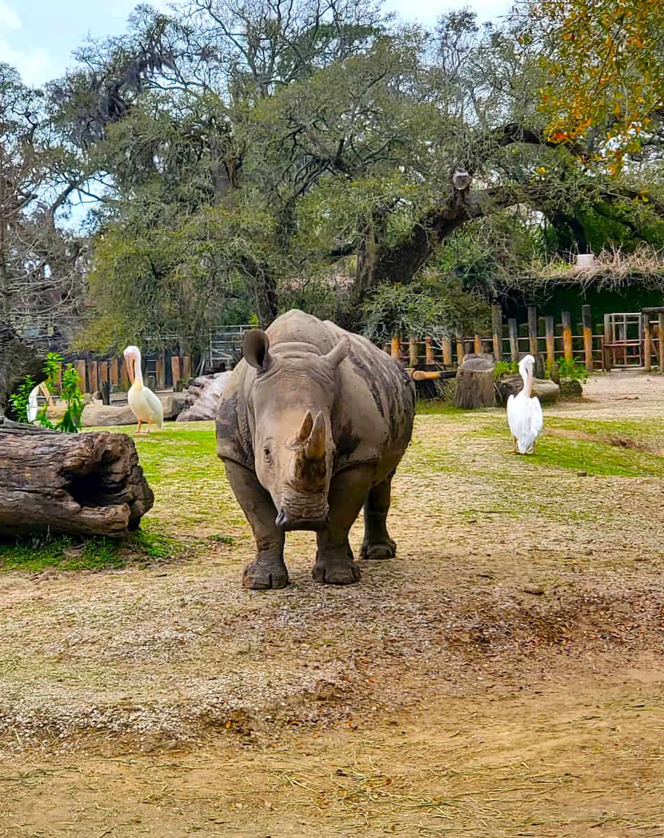 Audubon Zoo, New Orleans