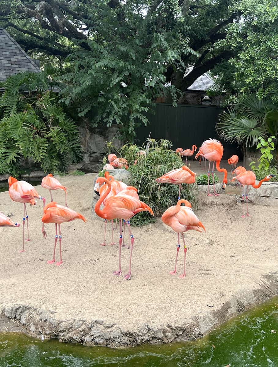 Audubon Zoo, New Orleans