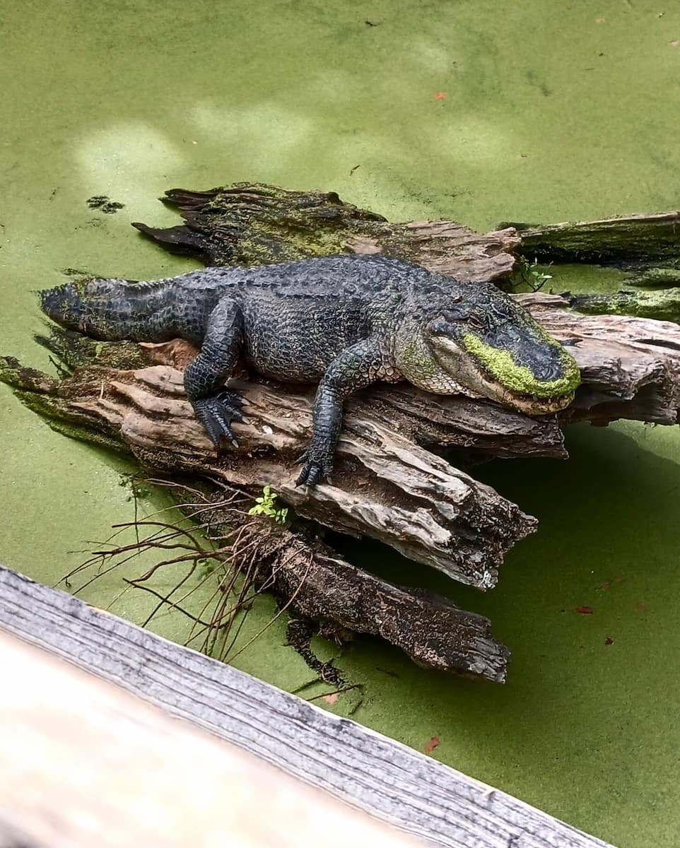 Audubon Zoo, New Orleans