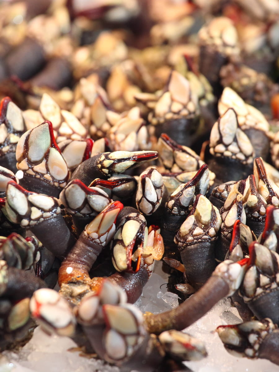 Barnacle Harvesters of Costa da Morte, Galicia
