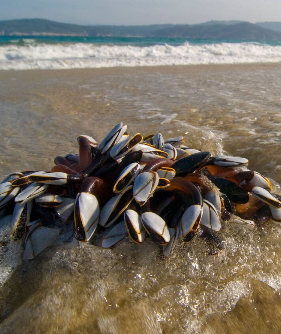 Barnacle Harvesters of Costa da Morte, Galicia