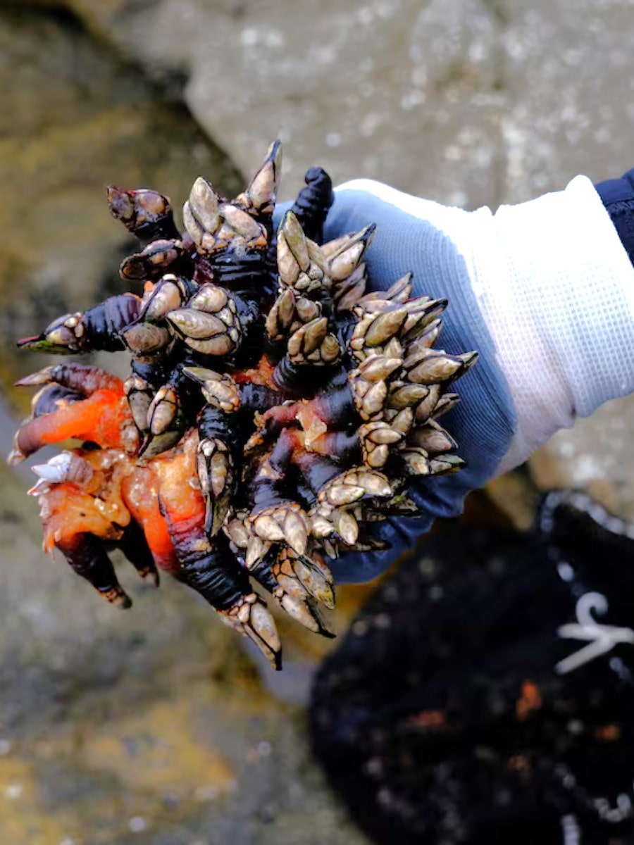 Barnacle Harvesters of Costa da Morte, Galicia