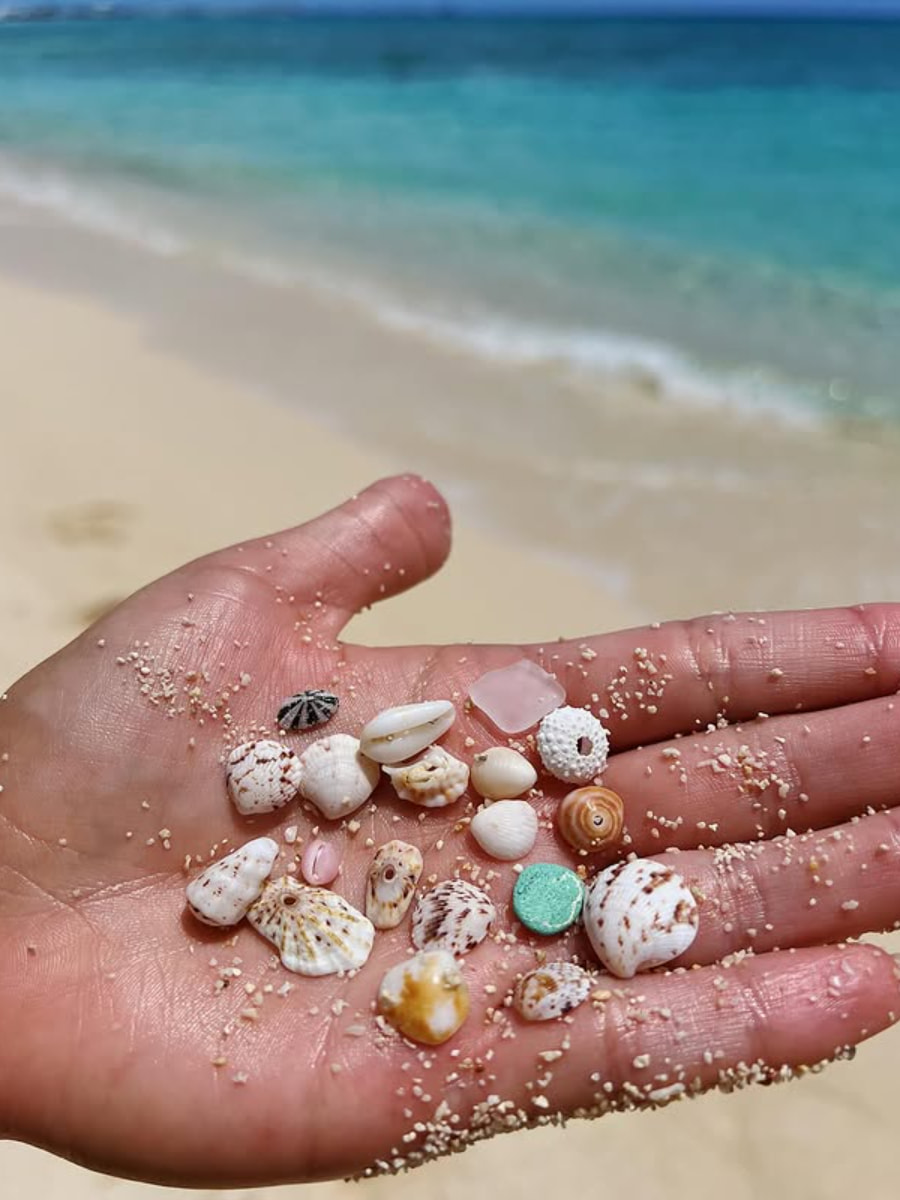 Beachcombing, Myrtle Beach, SC