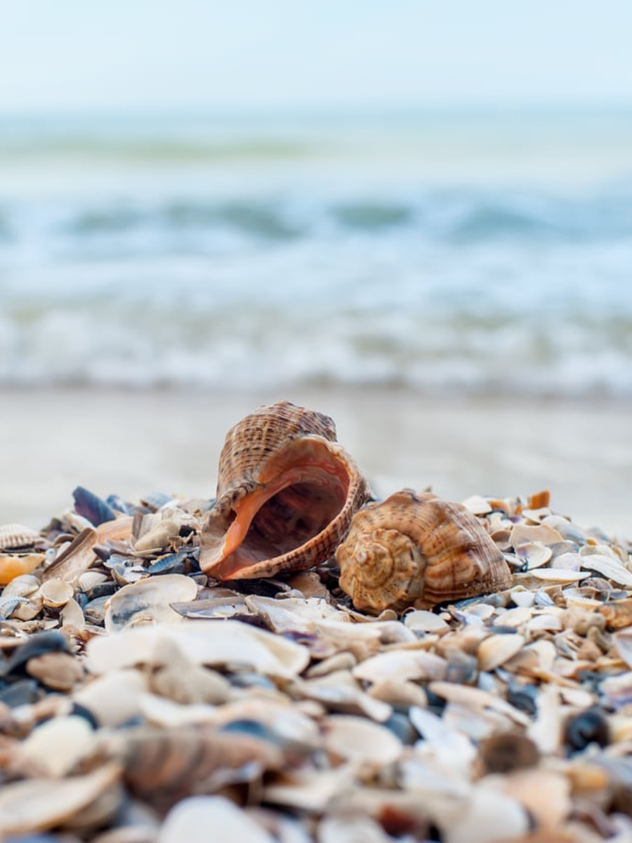 Beachcombing, Myrtle Beach, SC