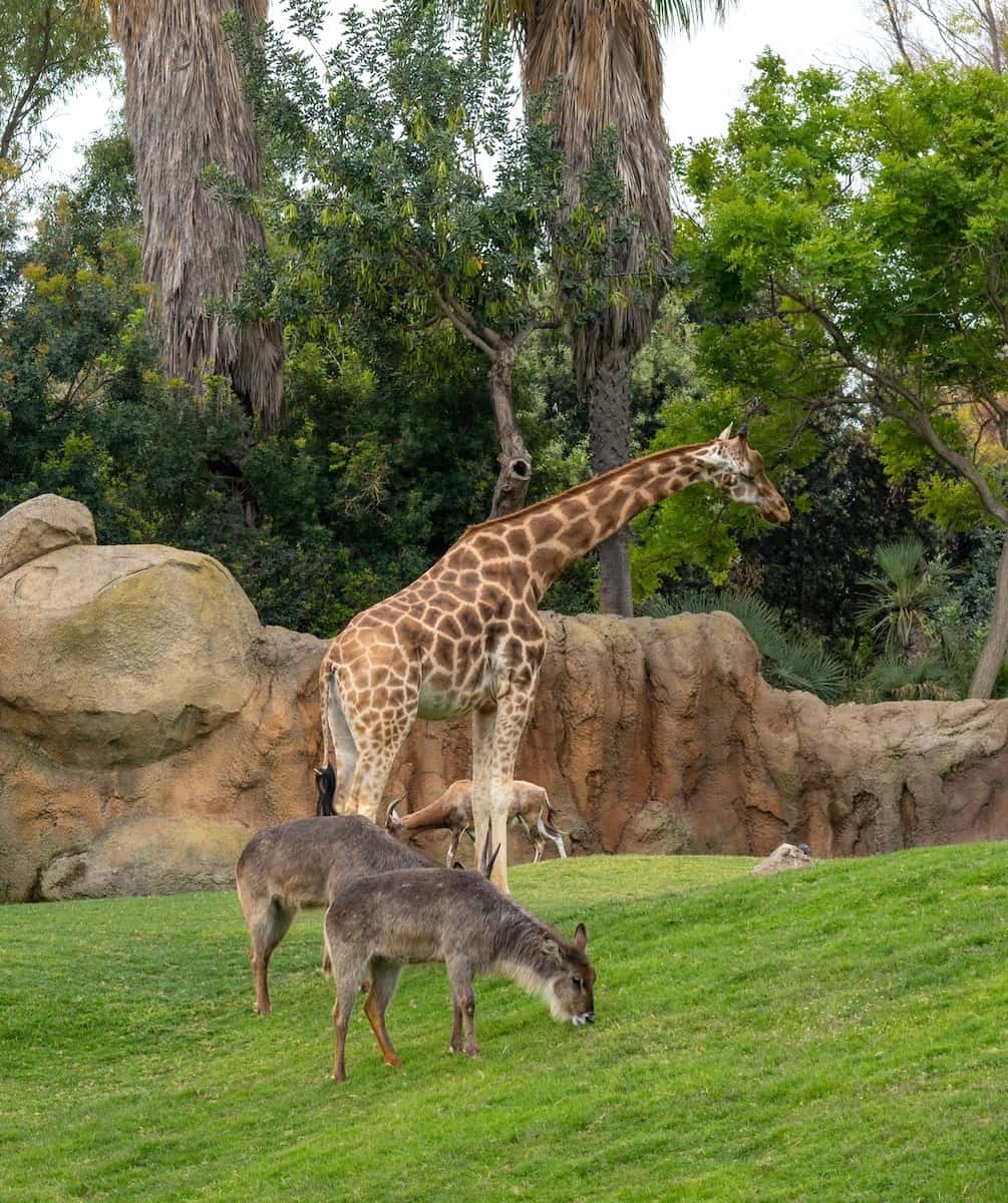 Bioparc Fuengirola, Andalusia