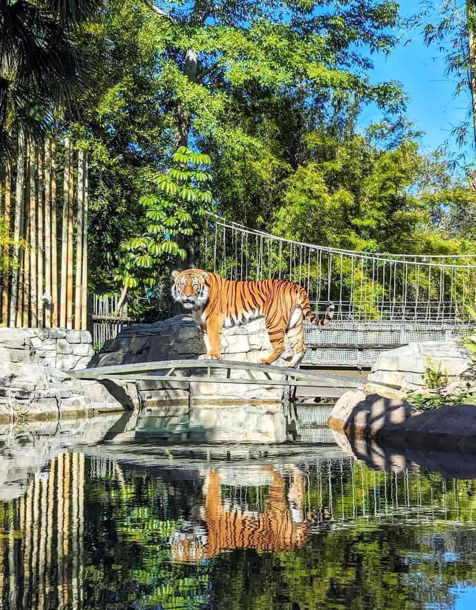 Busch Gardens Tampa Bay